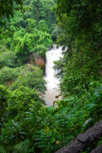 Lush greenery surrounding a stunning waterfall in a tropical setting